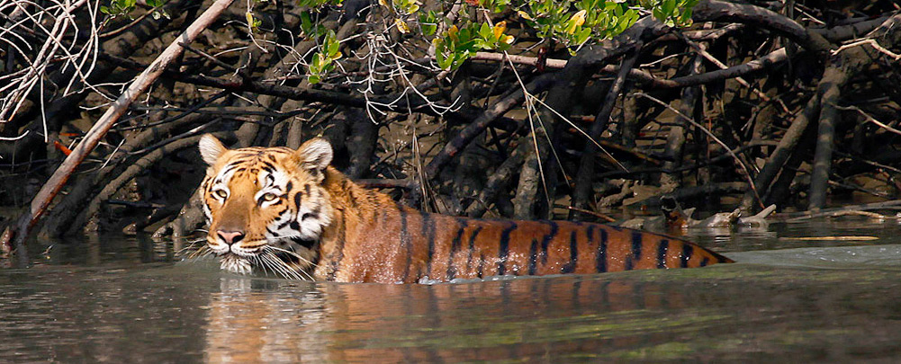 Sundarban 2 Nights 3 days