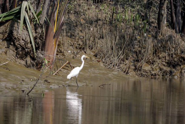 Sundarban 1 Night 2 days